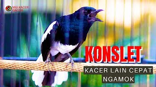 KACER NGAMOK KONSLET, SEKALI DENGAR BIKIN KACER LAWAN LANGSUNG TARUNG