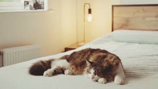 POV: cat sleeping cozily while it rains~?? (cat purring + raining sounds for study & sleep)
