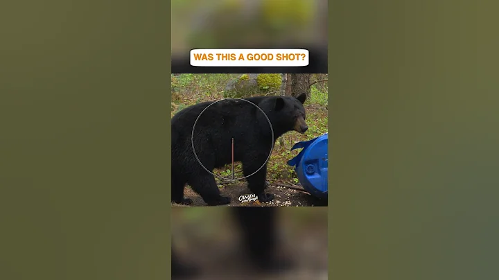 Bear hunt with a bow #gohuntinnorthernontario  #discoveron  #bearhunting #bear #shortsvideo