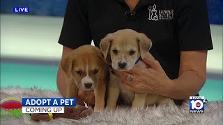 Today's Adopt A Pet is the cutest ever
