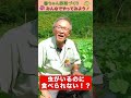 青虫がいるのに食べられないキャベツ【おうちで元気な無農薬野菜を育てよう】 #shorts