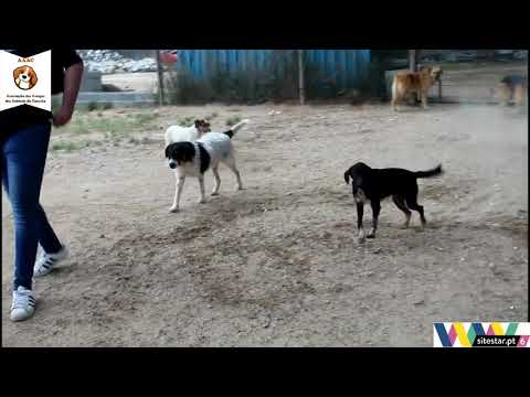 Associa&ccedil;&atilde;o dos Amigos dos Animais de Coruche  - Canil.