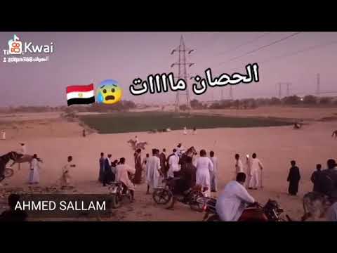 ليلة السلطان عبدالجليل بالنمسا وفات الحصان أثناء المرماح 