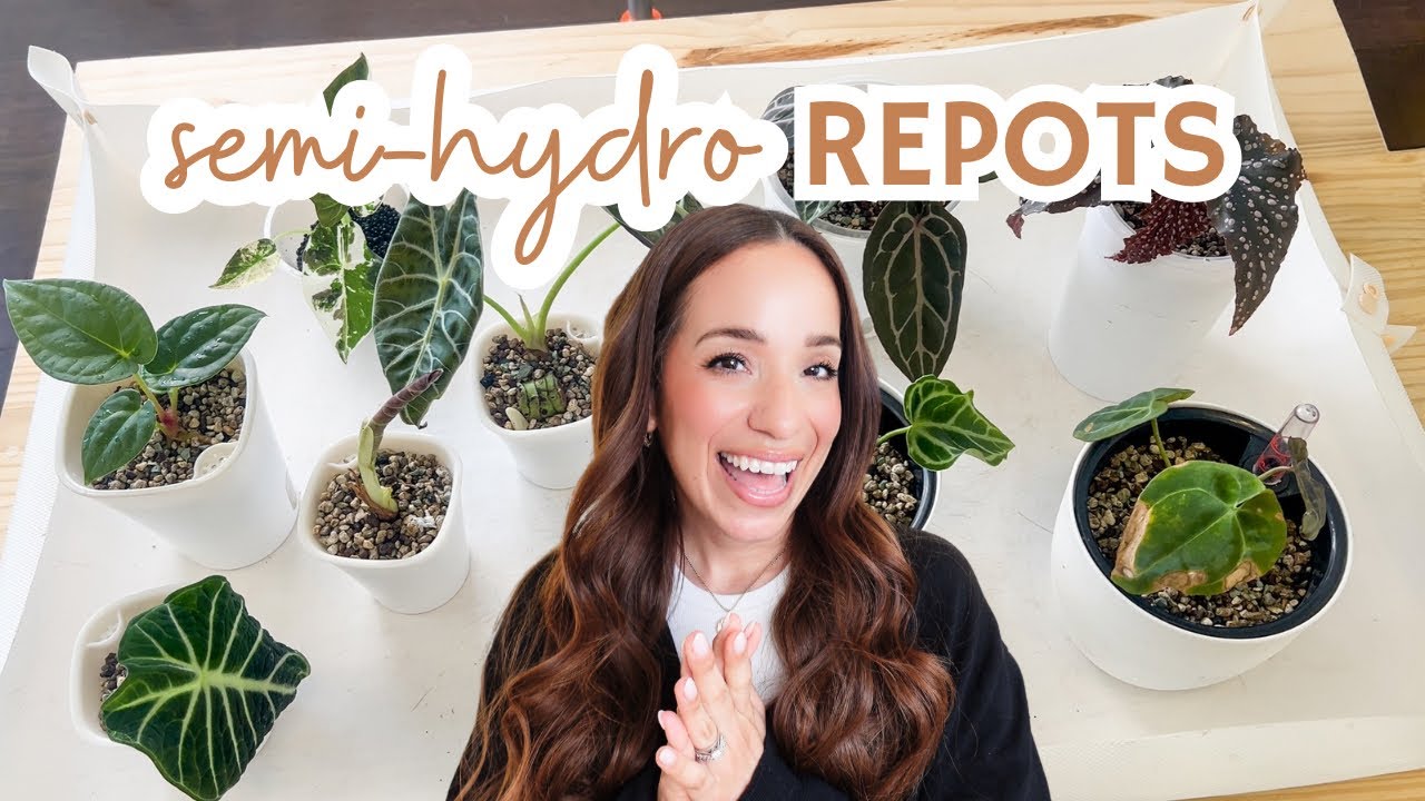 🌱 potting up rehab plants & seedlings into semi-hydro | self-watering pots, pon +  plant care tips