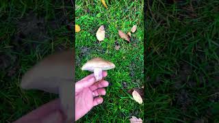 Field Blewit Find #wildmushrooms #mushrooming #survival #mushroomhunting