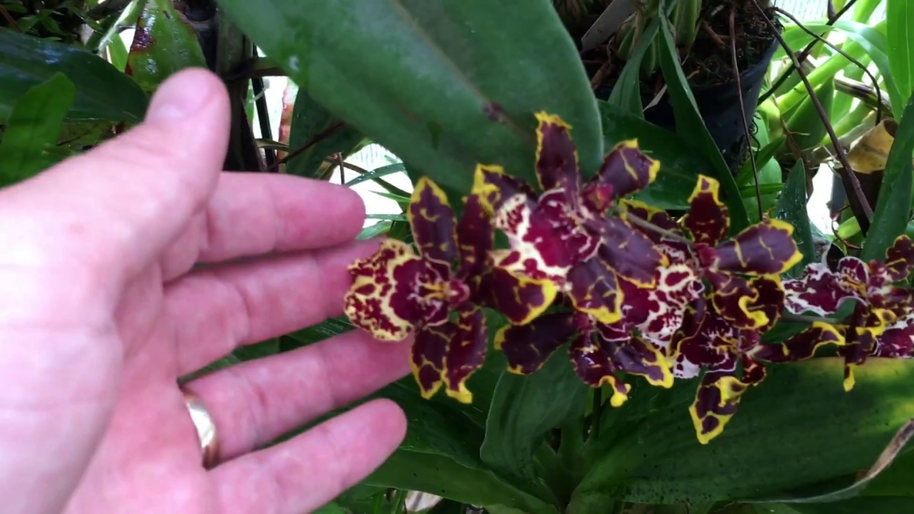 GREENHOUSE TOUR: THE WATERING CAMERA AND ROOT ISSUES1080p