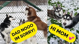 puppy is reunited with mom & dad at the park! HE YELLS AT MOM!