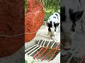 Ещё секунда — и свинья была бы поймана#pigtrap #wildlife #viralvideo #animalvideo