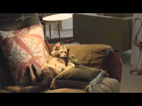 おもしろ猫！アメリカのCM♥
