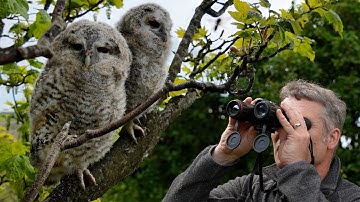 Spotting Tawny Owls With Thermal Binoculars | Robert E Fuller x HIKMICRO HABROK 4K