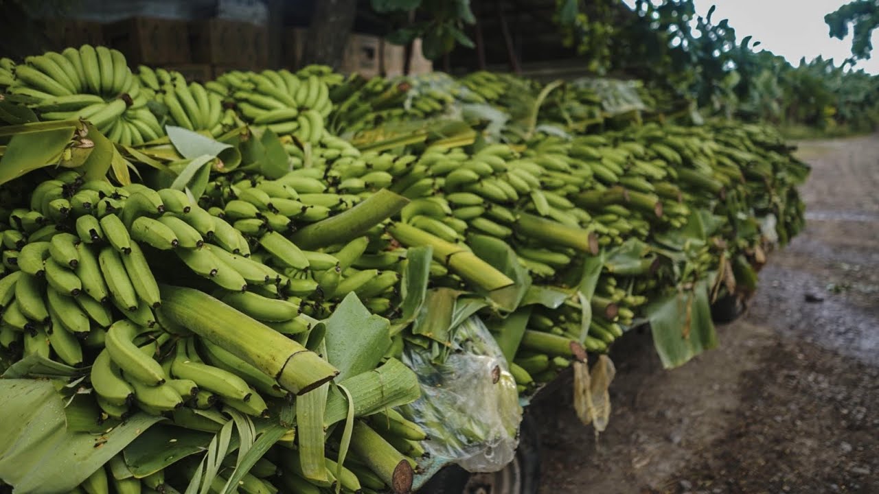 250,000 Pounds of Bananas Going to Waste YouTube