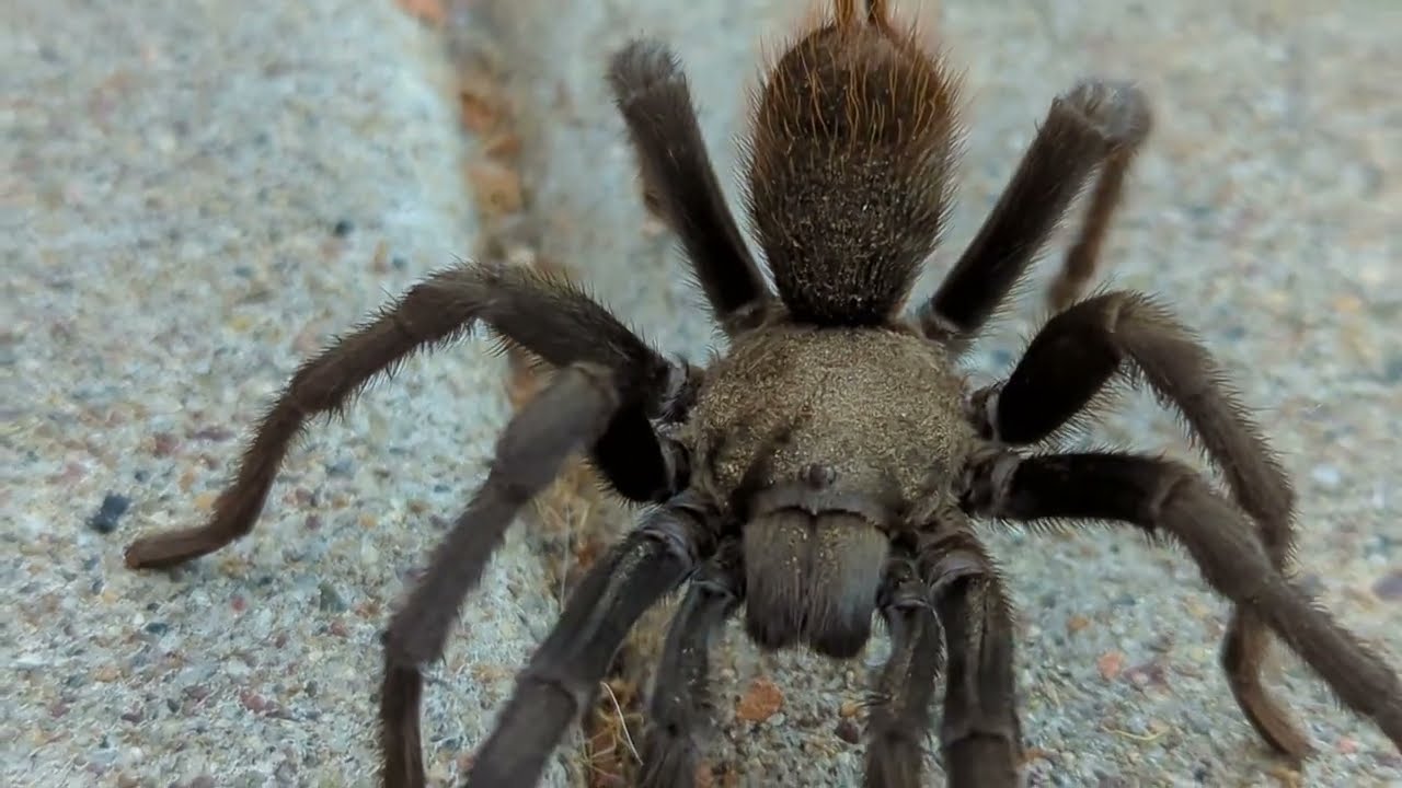 Itsy Bitsy Spider. Meet with giant spider YouTube