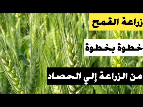 برنامج زراعة القمح من البداية إلى الحصاد زتونة زراعية