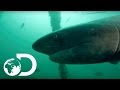 Sevengill Sharks Attack in a Pack | Sharks of the Shadowland