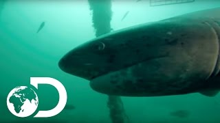 Sevengill Sharks Attack in a Pack | Sharks of the Shadowland