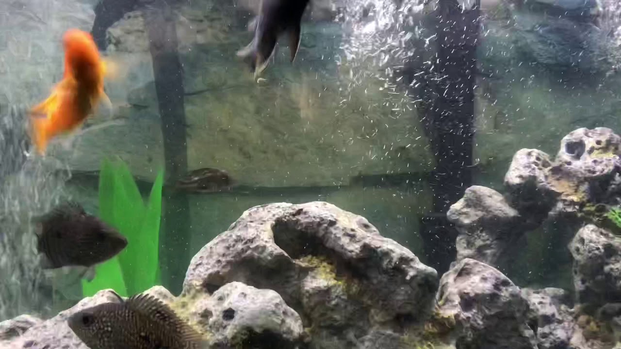 African Cichlids 65 gallon tank YouTube