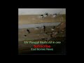 Swiflet Sound Calling All In One Suara Panggil Walet All In One Suara Panggil Walet Birahi Mp3 - Mp4 Download