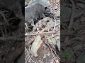 Cutest Wild Boar Family Ever 🐗❤️ | Nature’s Pure Moments”