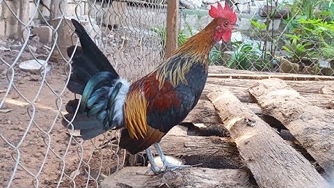 Qaib dib mos pom3. 4/7/2025.02097436930.