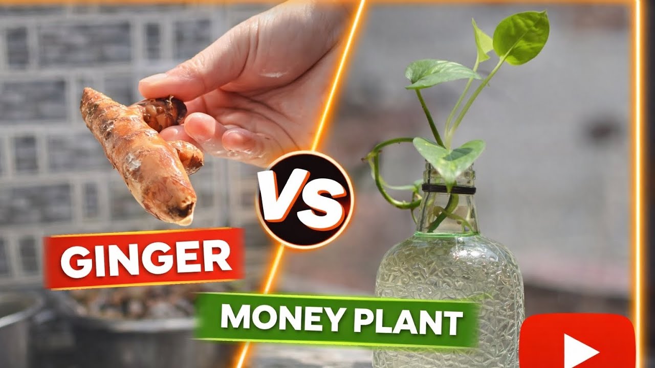 Aaj ka din bahut sukoon bhara tha! 🏡 Aparajita, Money Plant & Baby Fun.