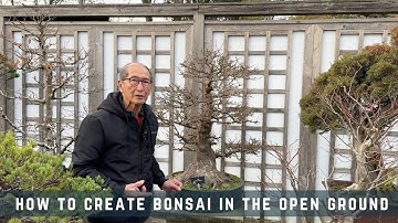 How To Create Bonsai In The Open Ground