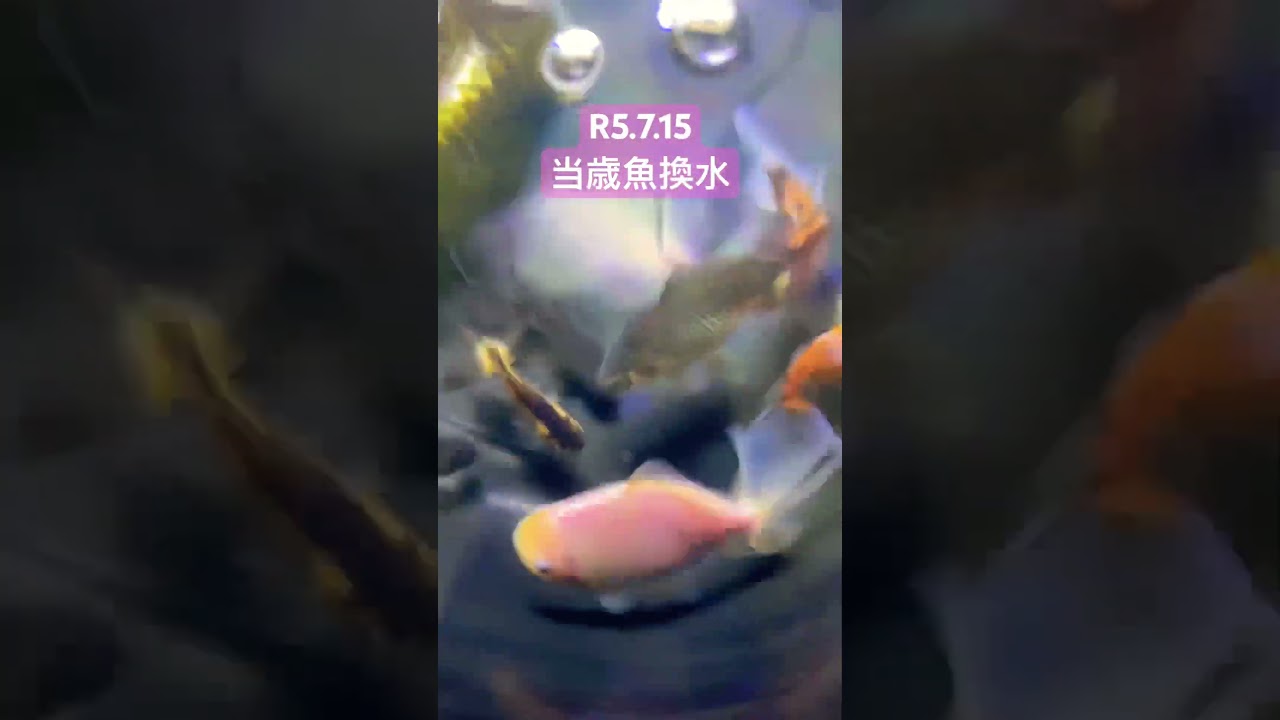 【金魚】ジャンボ獅子頭 当歳魚