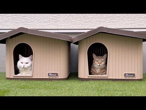 ポムさんとしまちゃん / ねこべや。 - YouTube