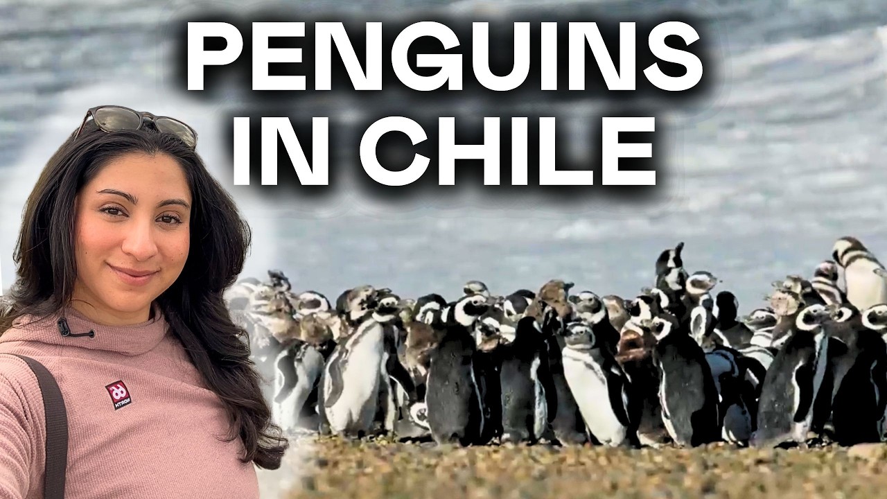 How to See Penguins in Chile Without a Tour | Chiloé Island by Car