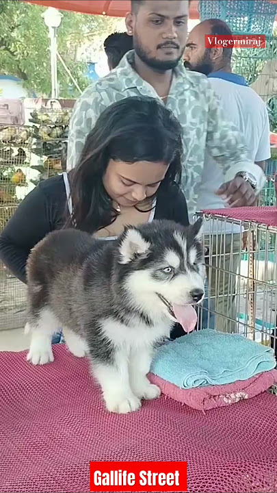 Pat Market Kolkata /lowest price puppy dog/Gallif Street dogs/dog market kolkata