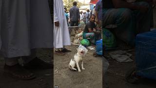 A Cry for Help in the Crowd | One Act of Kindness Saves a Cat 🐾 #shorts #cat #kindness #kitten