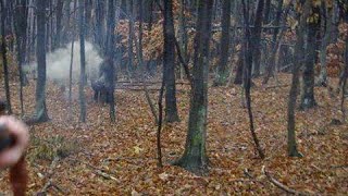 Superb Wild Boar Hunting