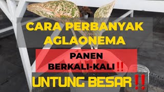 CARA PERBANYAK AGLONEMA PANEN BERKALI-KALI‼️ ANGKAT ANAK SAMPING‼️ aglonema perbanyakaglonema