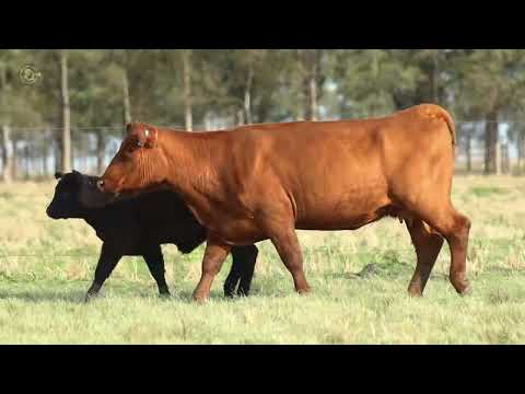 LOTE 115   TAT 3932 Red Angus