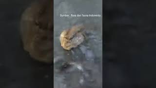 ikan Glodok, ikan yang dapat hidup di darat