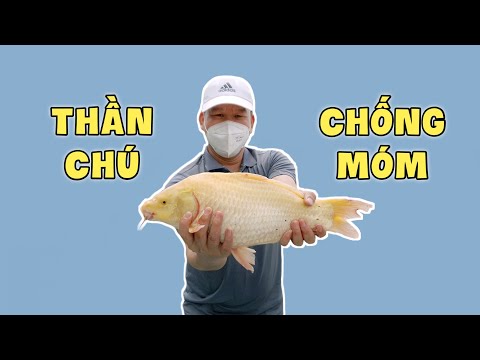 Câu Thần Chú Hiệu Quả Khi Đi Câu Cá Bị Móm | Chung Nguyễn Fishing