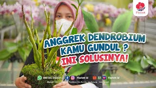 Solusi Anggrek Dendrobium Gundul Supaya Subur Dan Jadi Banyak