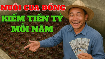 Nuôi Cua Đồng –Bí Quyết Kiếm Tiền TỶ Mỗi Năm Ngay Tại Nhà!