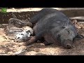 Unbelievable safari moments caught on camera – Best of safari videos 2019