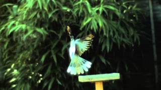 Collard Dove Landing 01