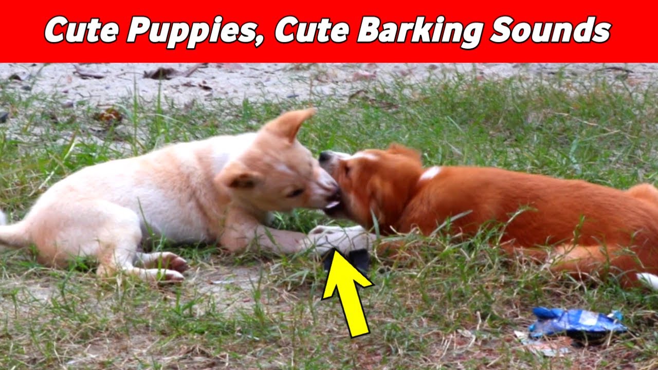 Funny puppies. Cute puppies barking & playing. Dog videos. - YouTube