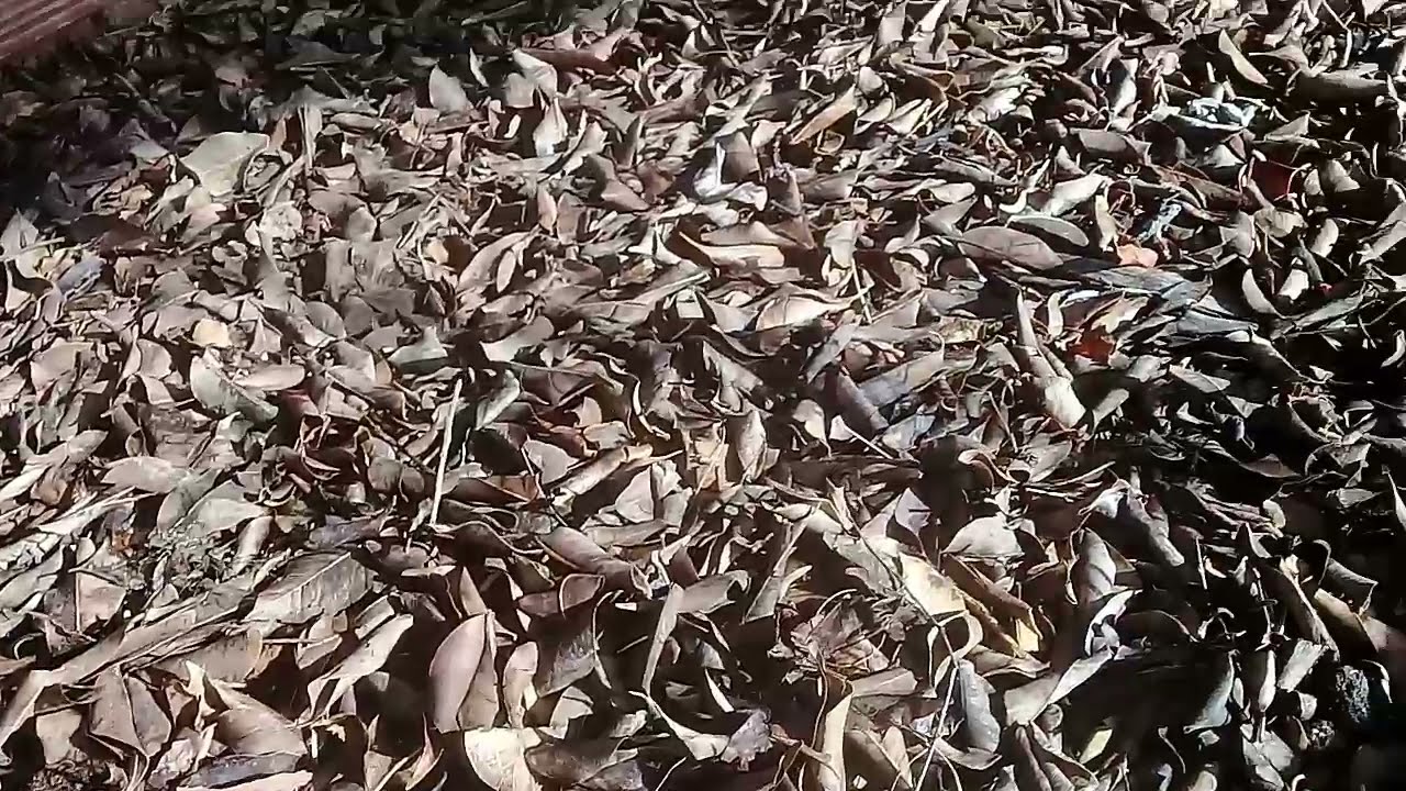 A importância da cobertura morta de folhas secas no canteiro