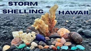 Hurricane Shelling in Hawaii | What Did the Storm Wash Ashore?