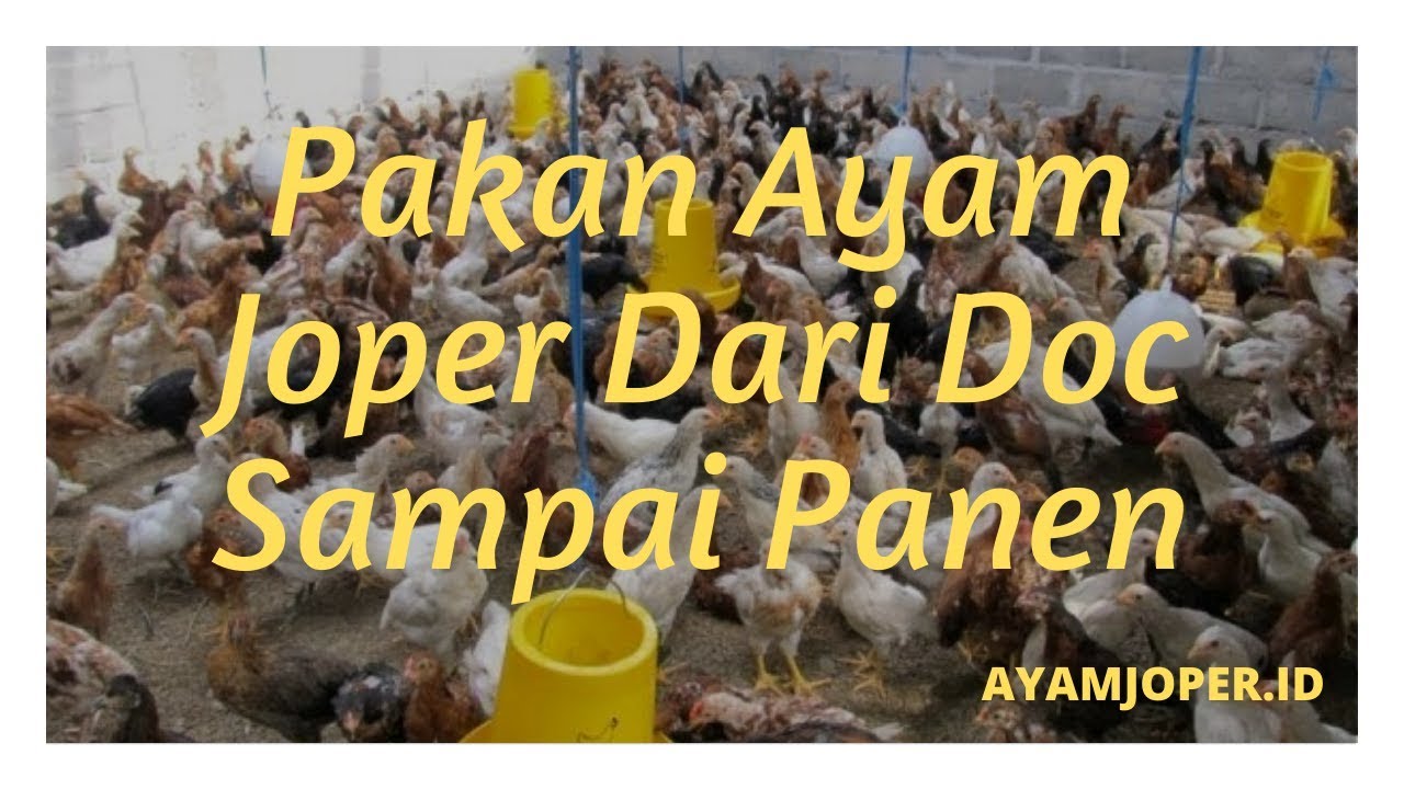 Pakan Ayam Joper Dari Doc Sampai Panen 
