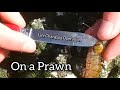 REMOVING a Harmful PARASITE from a PRAWN
