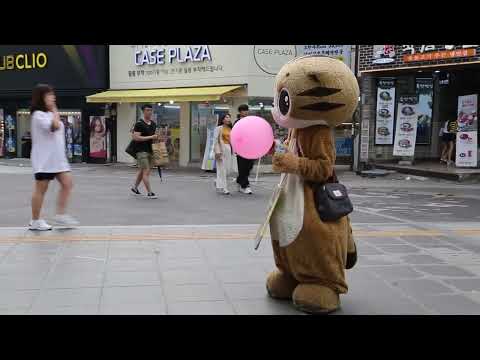JHKTV] shinchon famous cat  신촌 명물고양이