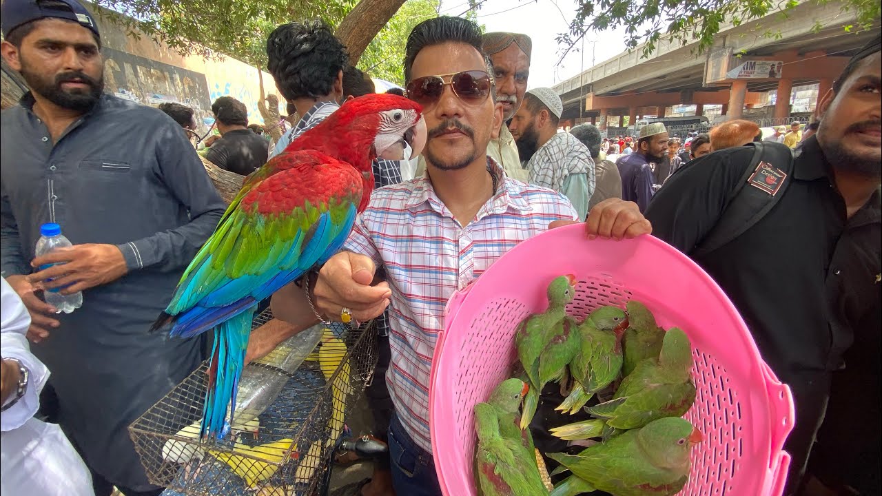 Parrot Found in Sunday Lalukhet Birds Market