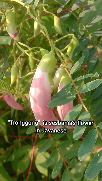 Tronggong Arane Kembang Turi I Bunga Turi I Sesbania's Flower in Javanese - @Nelindah