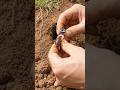 Micro Camera on Termite – Inside Massive Underground Colony POV! 😱🐜 #shorts