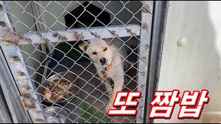 꼬질이네 또 짭밥을 주시고 계셨어요...