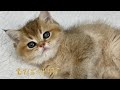 Caramel british shorthair golden female  lux paw cattery
